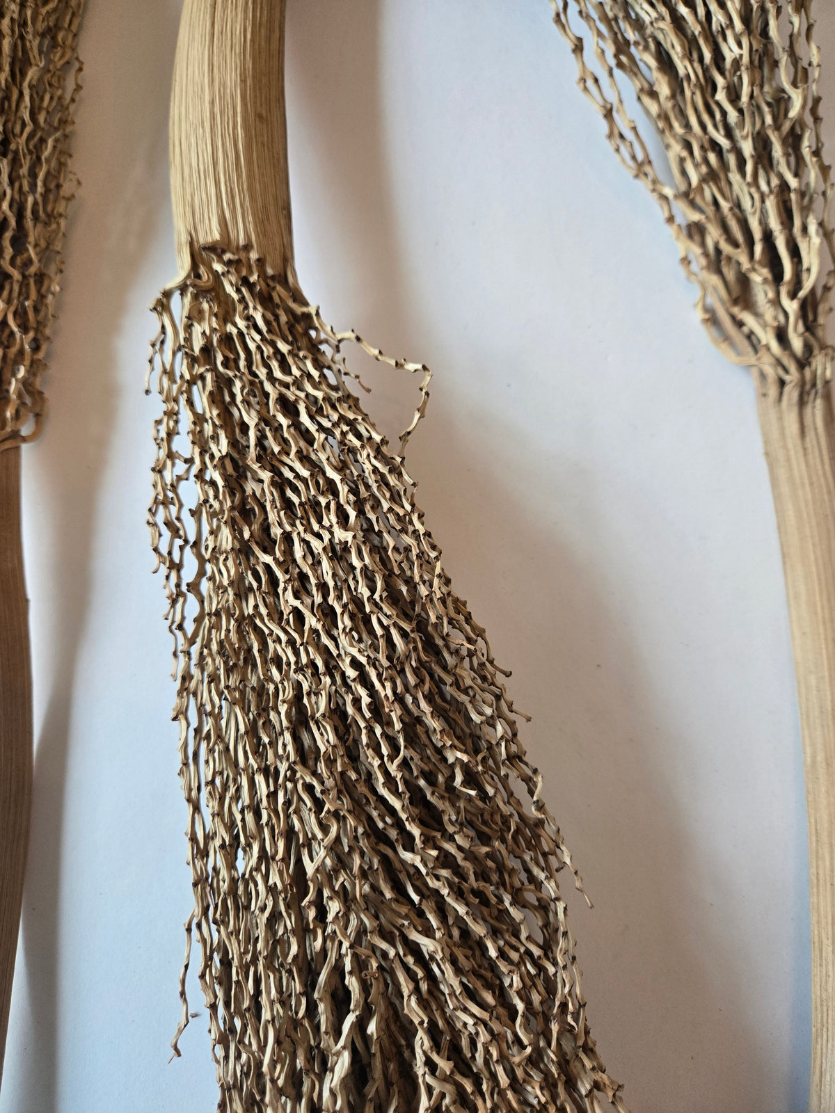 Natural Dried Date Palm Stalks (Phoenix dactylifera)