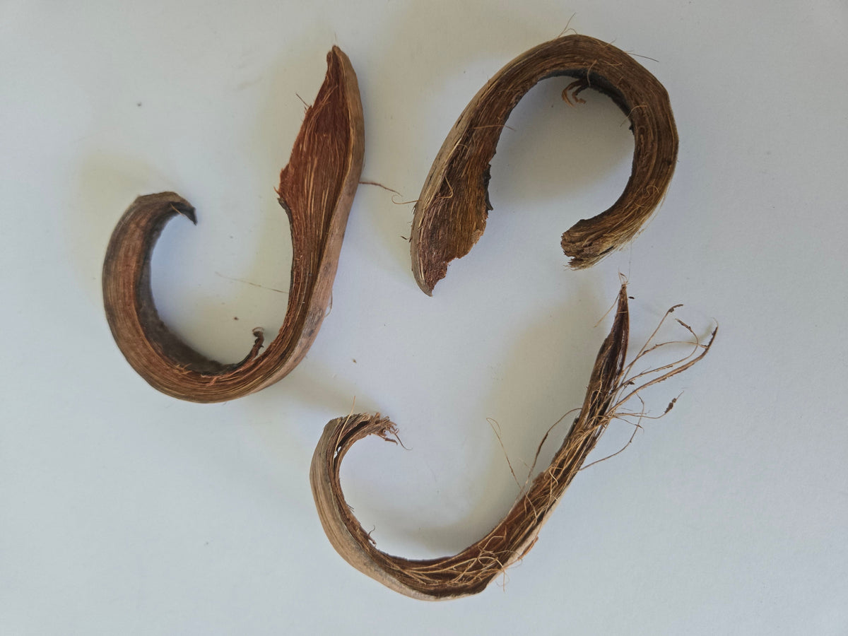 Natural Dried Coco Curls (Cocos nucifera)