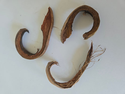 Natural Dried Coco Curls (Cocos nucifera)