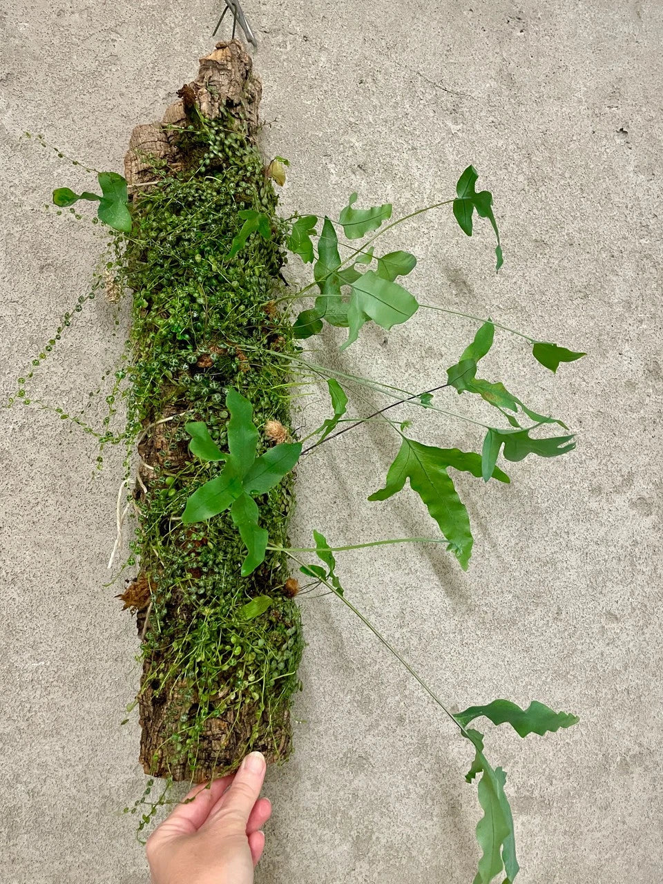 Jungle Log Garden with Live Peperomia & Rabbits Foot Fern | Unique Plant Display | Peperomia spp. & Davallia fejeensis