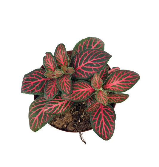 Red Nerve Plant (Fittonia albivenis)