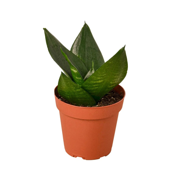 Jade Snake Plant (Sansevieria trifasciata 'Jade' / Dracaena trifasciata 'Jade')