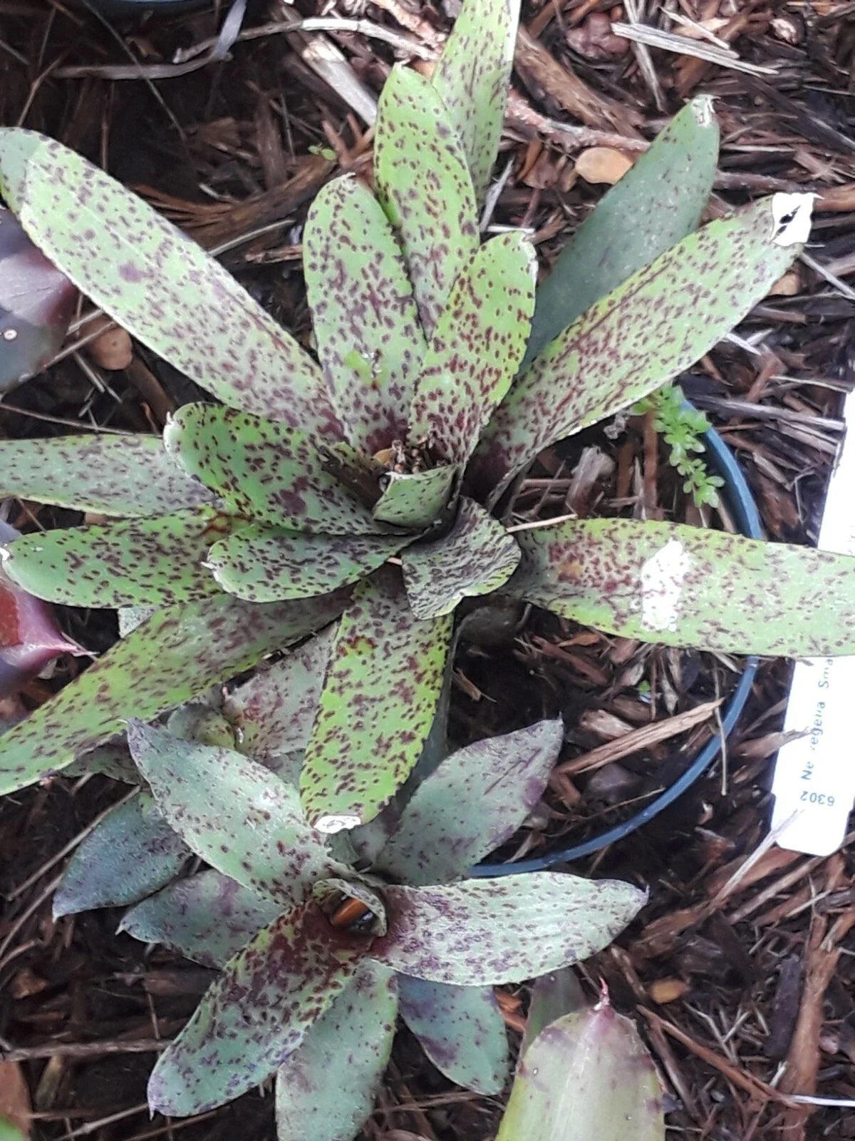 Neoregelia 'Small Fry' Mini Bromeliad (Neoregelia spp.)