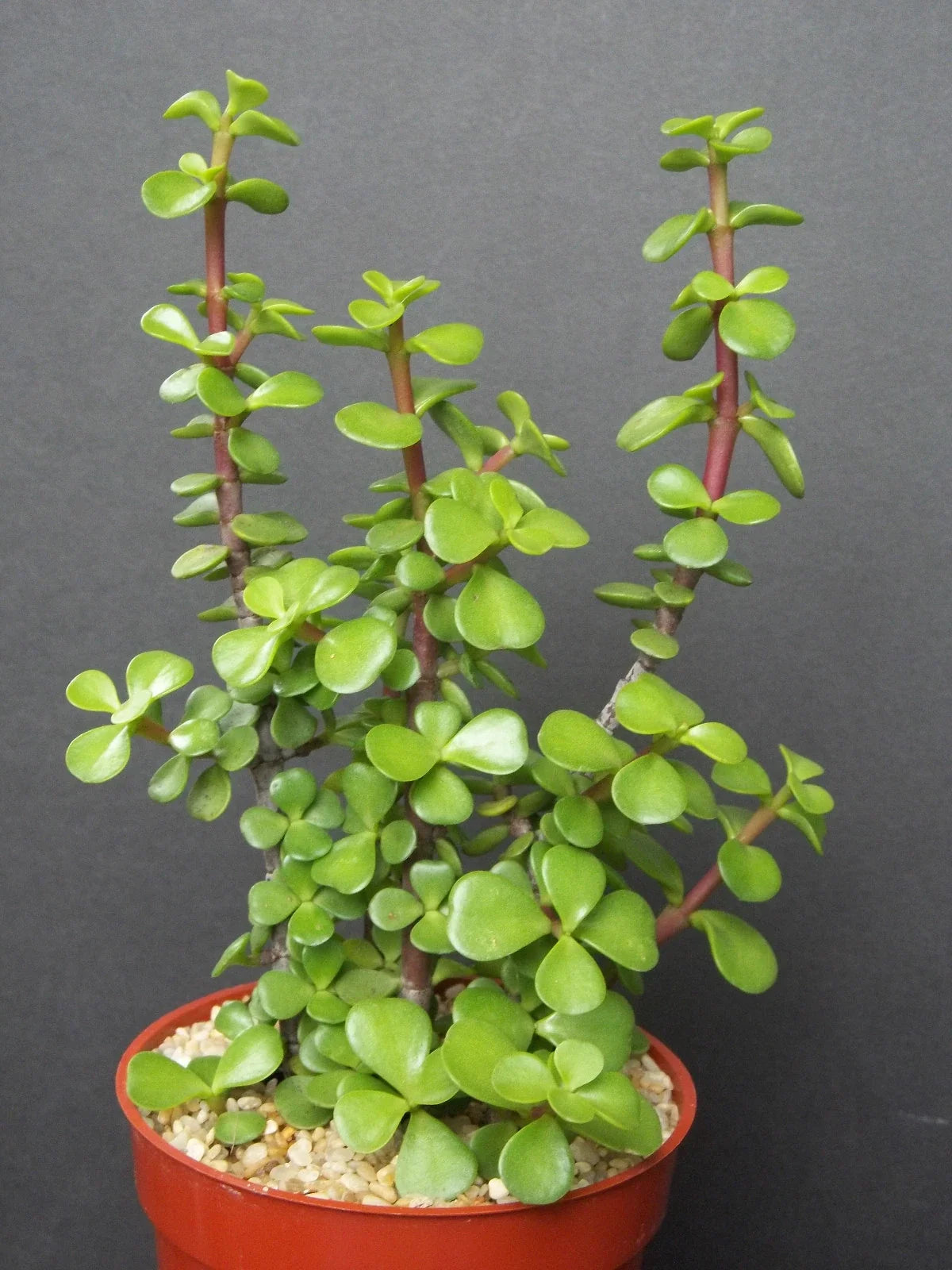 Elephant Bush (Portulacaria afra) - 4"