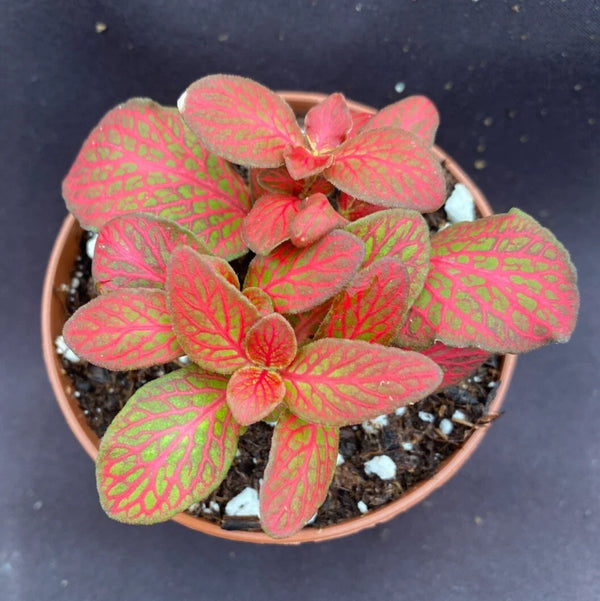 Red Flame Nerve Plant (Fittonia albivenis 'Red Flame')