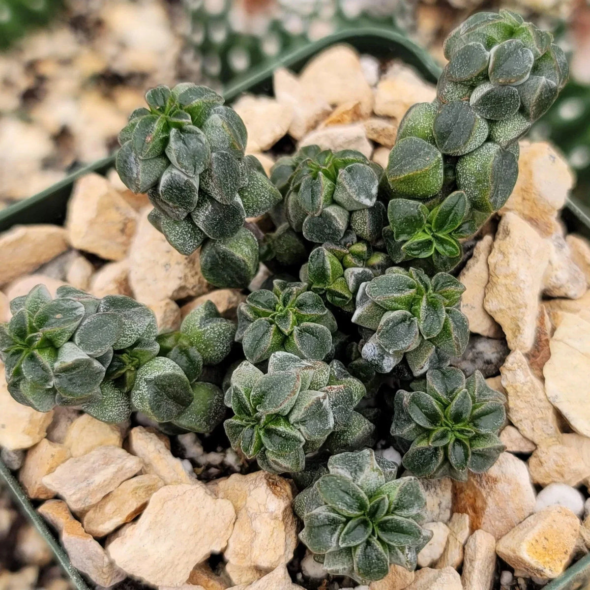Peperomia columella Live Succulent Plant (4" Pot)