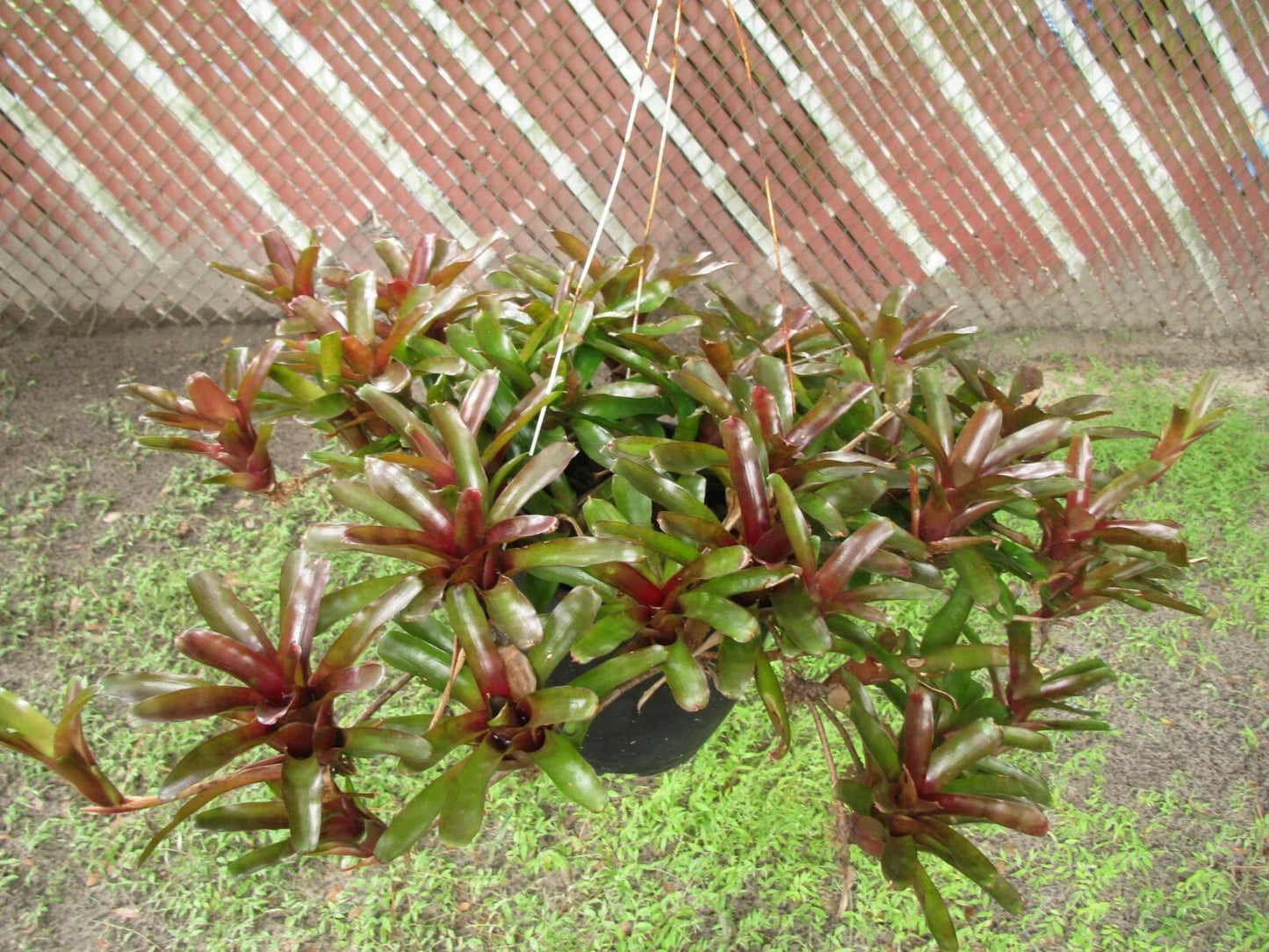 Branching Neoregelia Bromeliad (Green & Dark Red) – 3-Pack (Neoregelia spp.)
