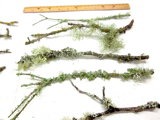 Natural Live Moss & Lichen Wood Sticks (10-Pack, 6"–12")