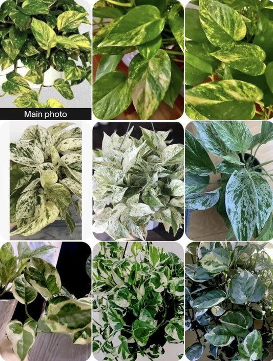Bioactive Canopy Starter Trio (Epipremnum aureum Cultivar 3-Pack)