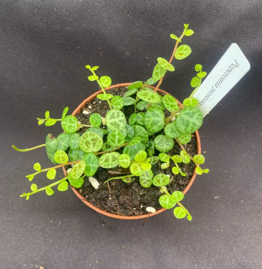 String of Turtles (Peperomia prostrata)