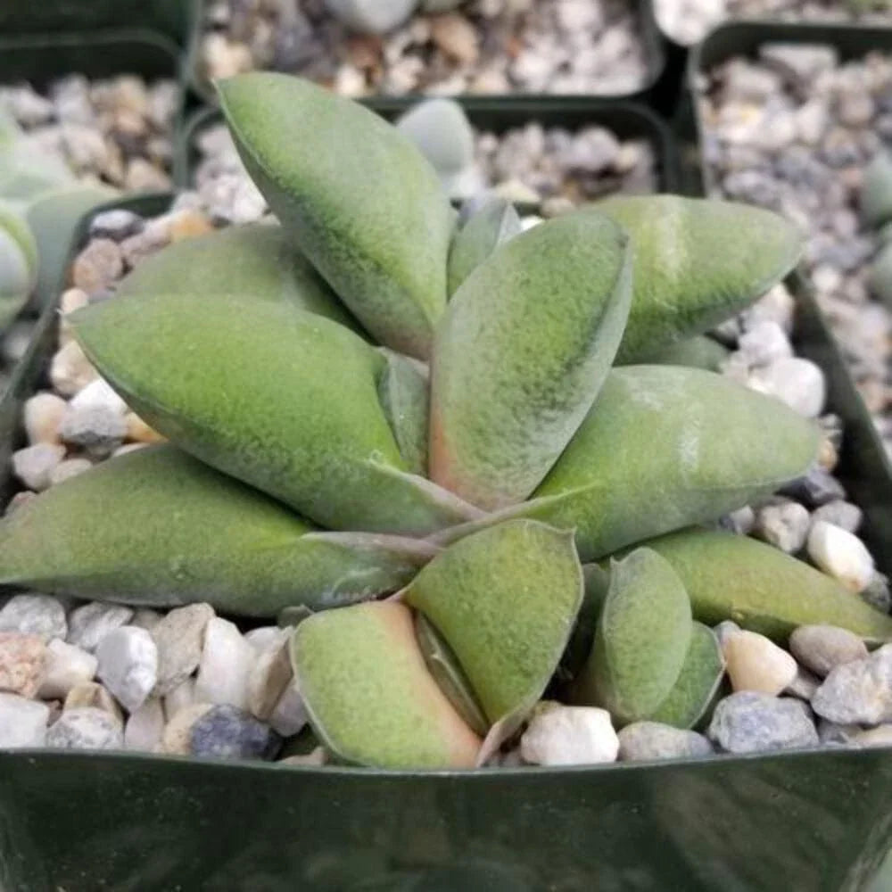 Ox Tongue (Gasteria glomerata)