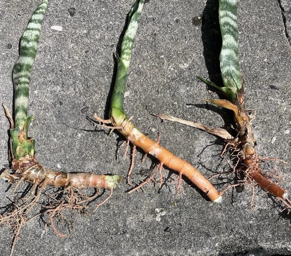 Zeylanica Snake Plant Trio (Dracaena zeylanica / Sansevieria)