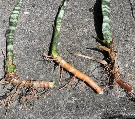 Zeylanica Snake Plant Trio (Dracaena zeylanica / Sansevieria)