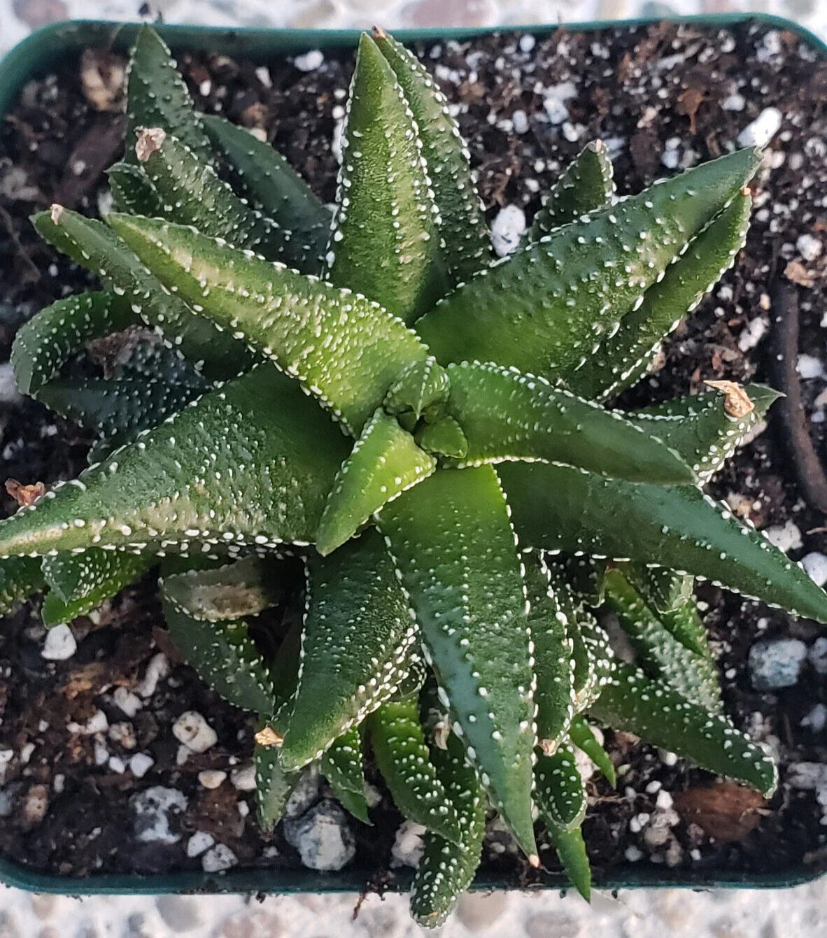 Zebra Plant (Haworthia attenuata 'Enon') - 3.5"