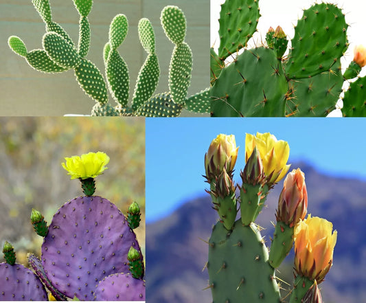 Prickly Pear Cactus Seed Mix (50+ Seeds) – Multi-Variety Opuntia spp.