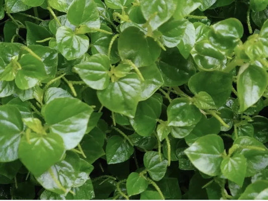 Shiny Bush Vivarium Seeds (Peperomia pellucida) 500+ Seed Pack
