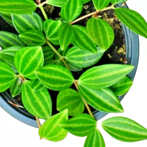 Funky Frog Peperomia (Peperomia angulata 'Variegata')
