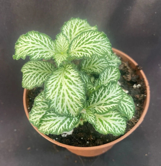 White Tiger Nerve Plant (Fittonia albivenis 'White Tiger')