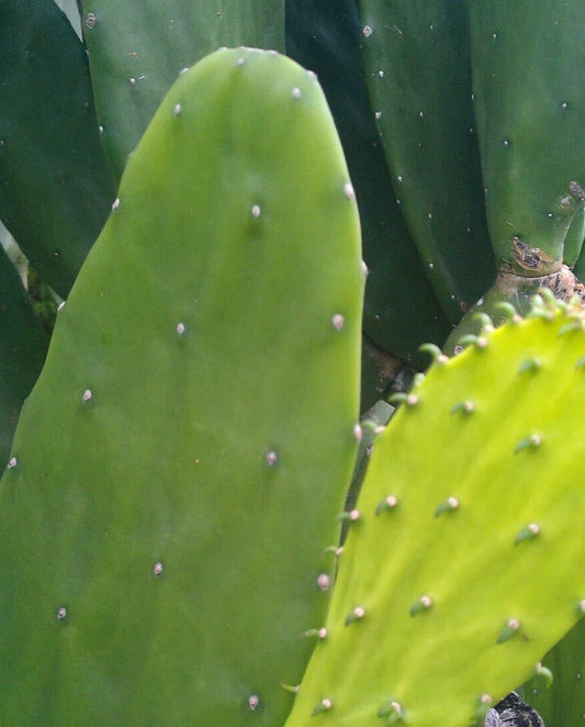 Miniature Prickly Pear Cactus (Opuntia)