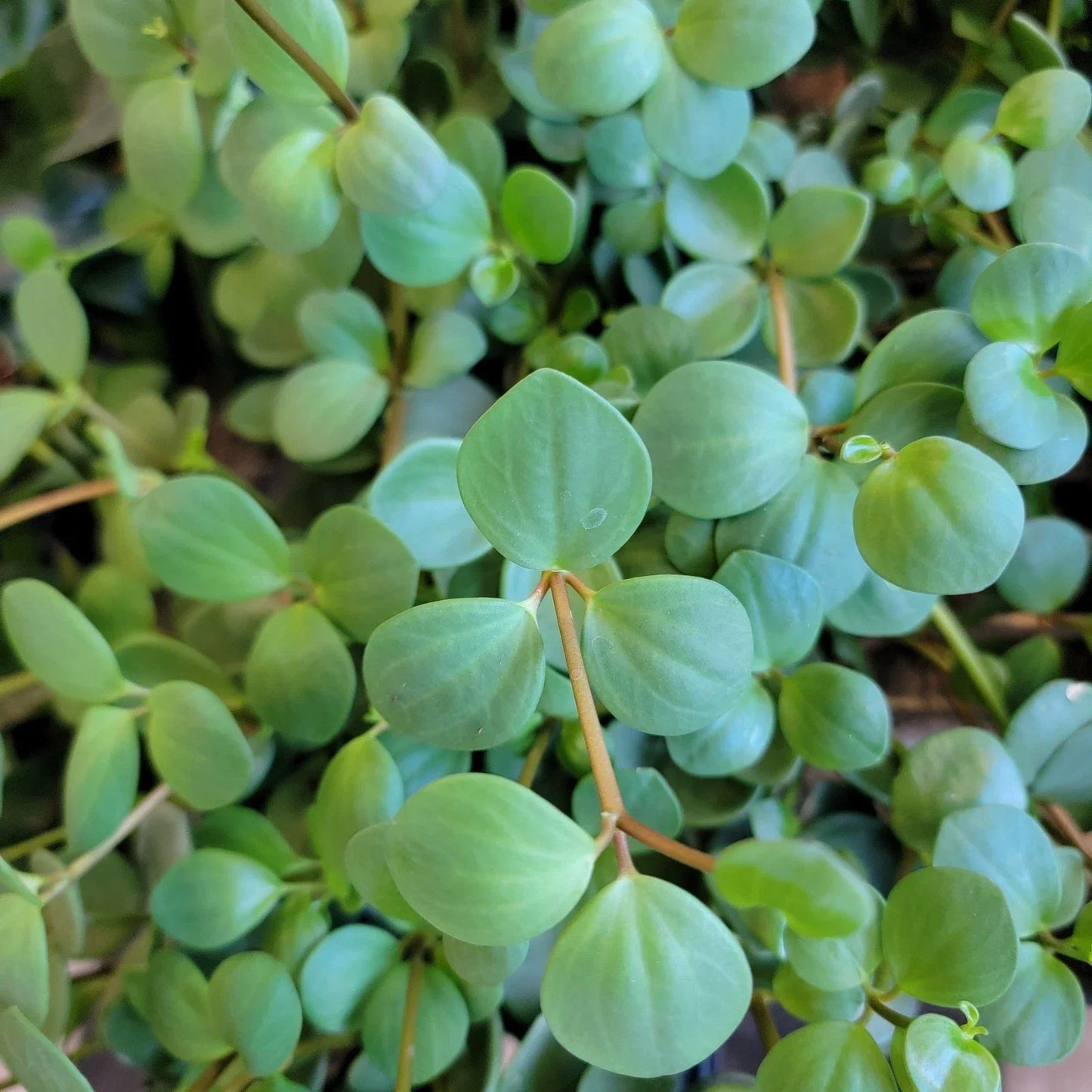 Peperomia 'Hope' (Peperomia deppeana × quadrifolia / Peperomia 'Hope')