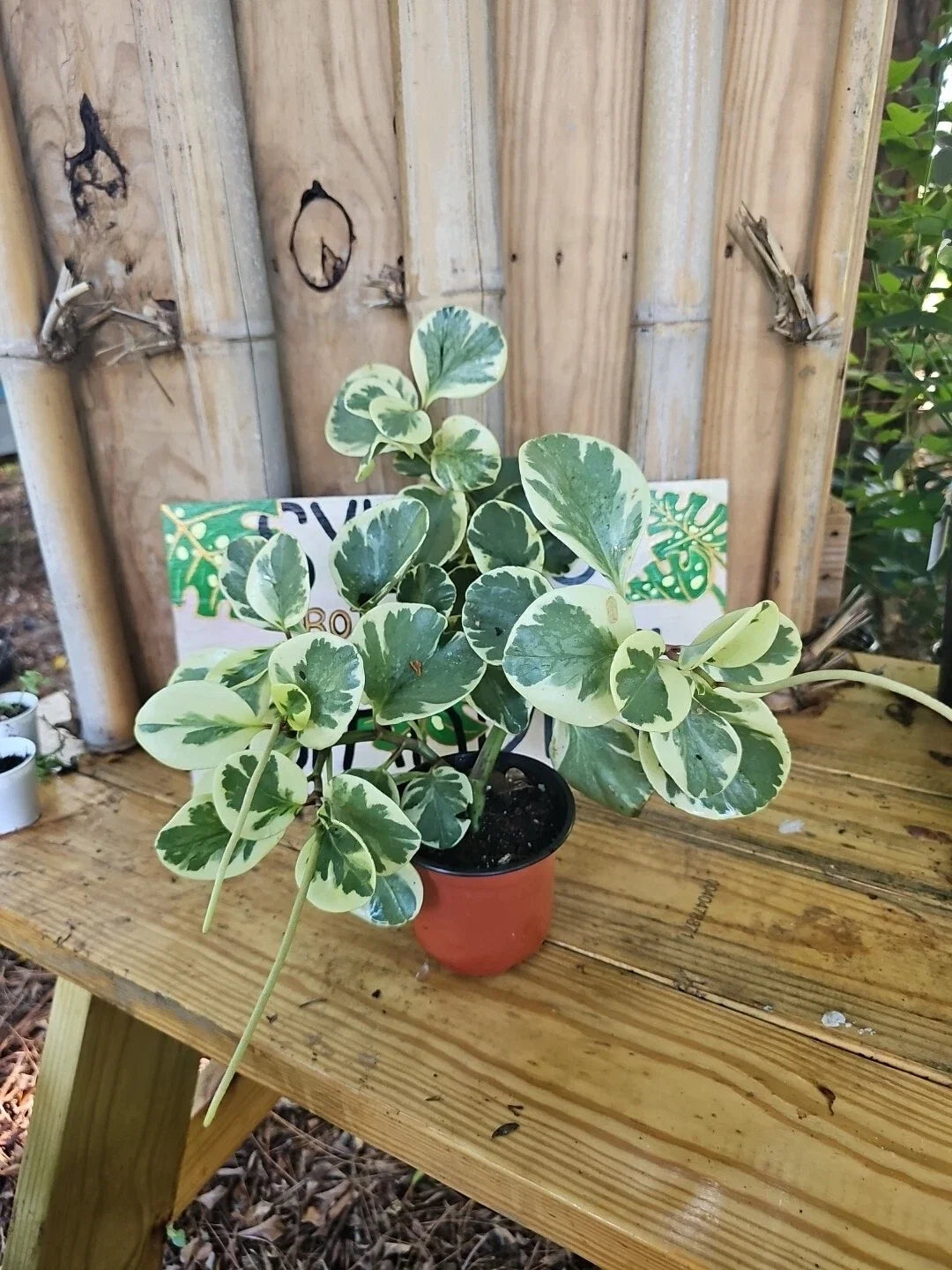 Marble Baby Rubber Plant (Peperomia obtusifolia 'Marble')