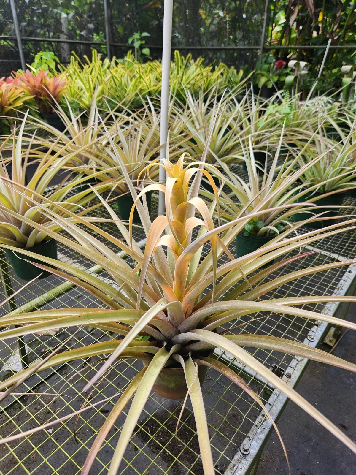 Tillandsia Capitata Yellow Air Plant (Tillandsia capitata)