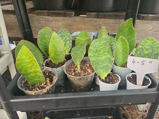 Whale Fin Snake Plant (Dracaena masoniana / Sansevieria)