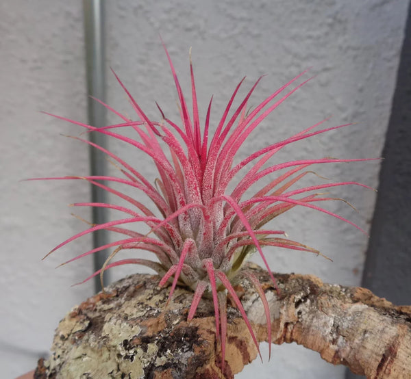 Tillandsia Ionantha Guatemala Air Plant (Tillandsia ionantha)