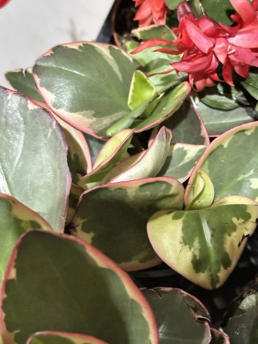 Tricolor Jelly Peperomia (Peperomia clusiifolia 'Tricolor')