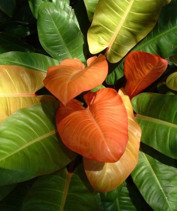 Philodendron 'Prince of Orange' Live Bioactive Plant (3" Pot)