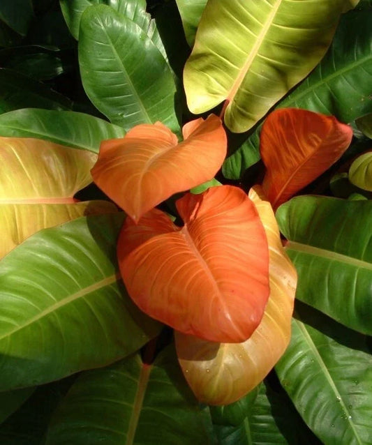 Philodendron 'Prince of Orange' Live Bioactive Plant (3" Pot)