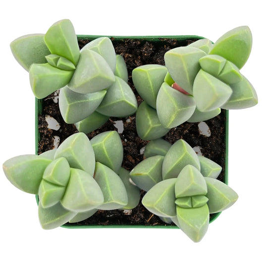 Columnar Peperomia (Peperomia columella)