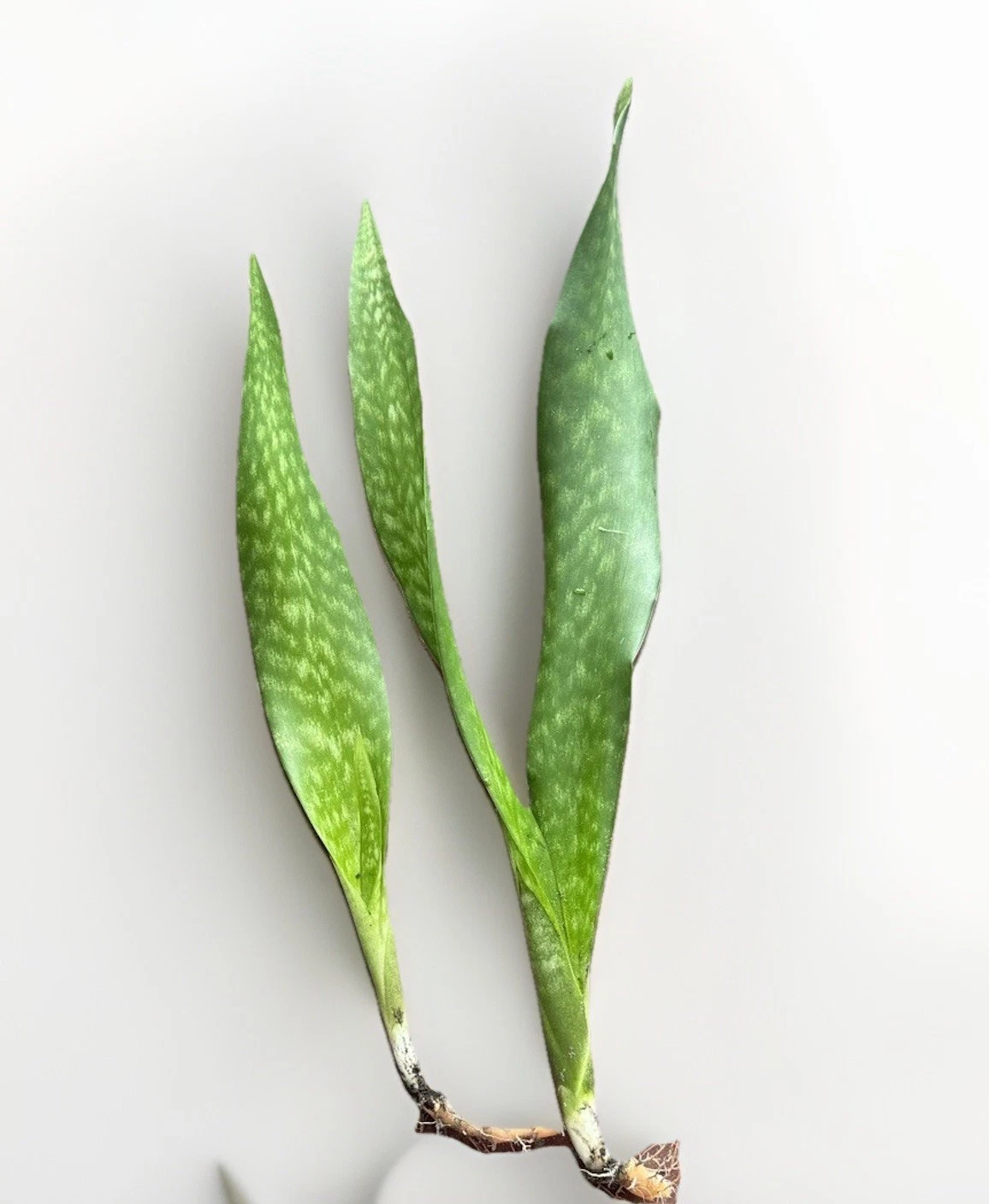 Snake Plant Starter Set (Dracaena trifasciata / Sansevieria)