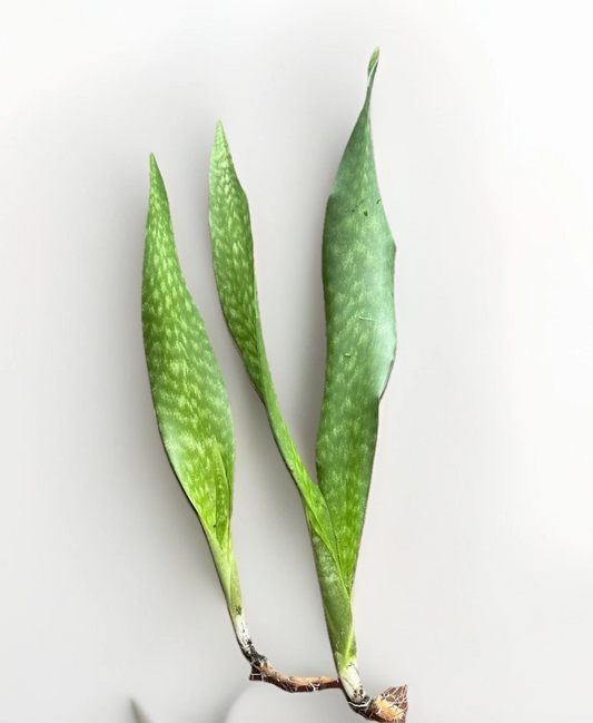 Snake Plant Starter Set (Dracaena trifasciata / Sansevieria)