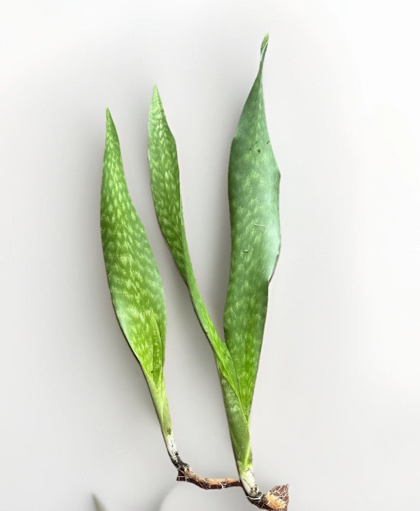 Snake Plant Starter Set (Dracaena trifasciata / Sansevieria)