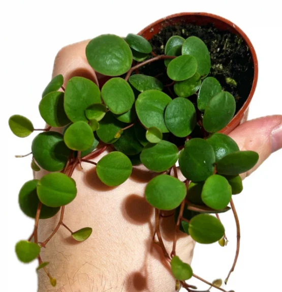 Ruby Cascade Peperomia (Peperomia 'Ruby Cascade')