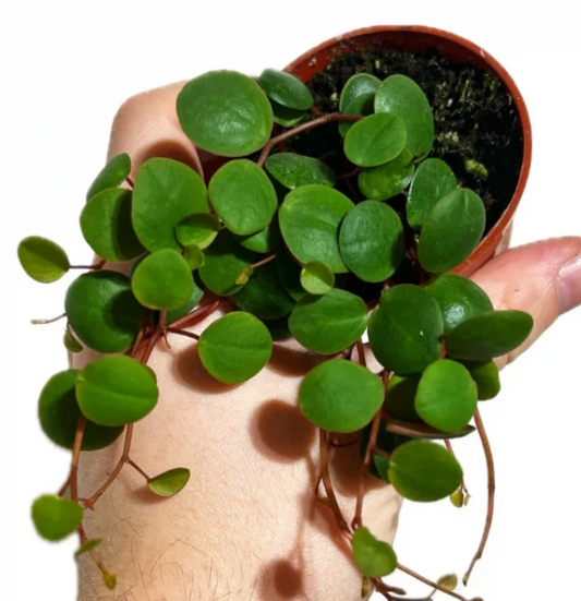 Ruby Cascade Peperomia (Peperomia 'Ruby Cascade')