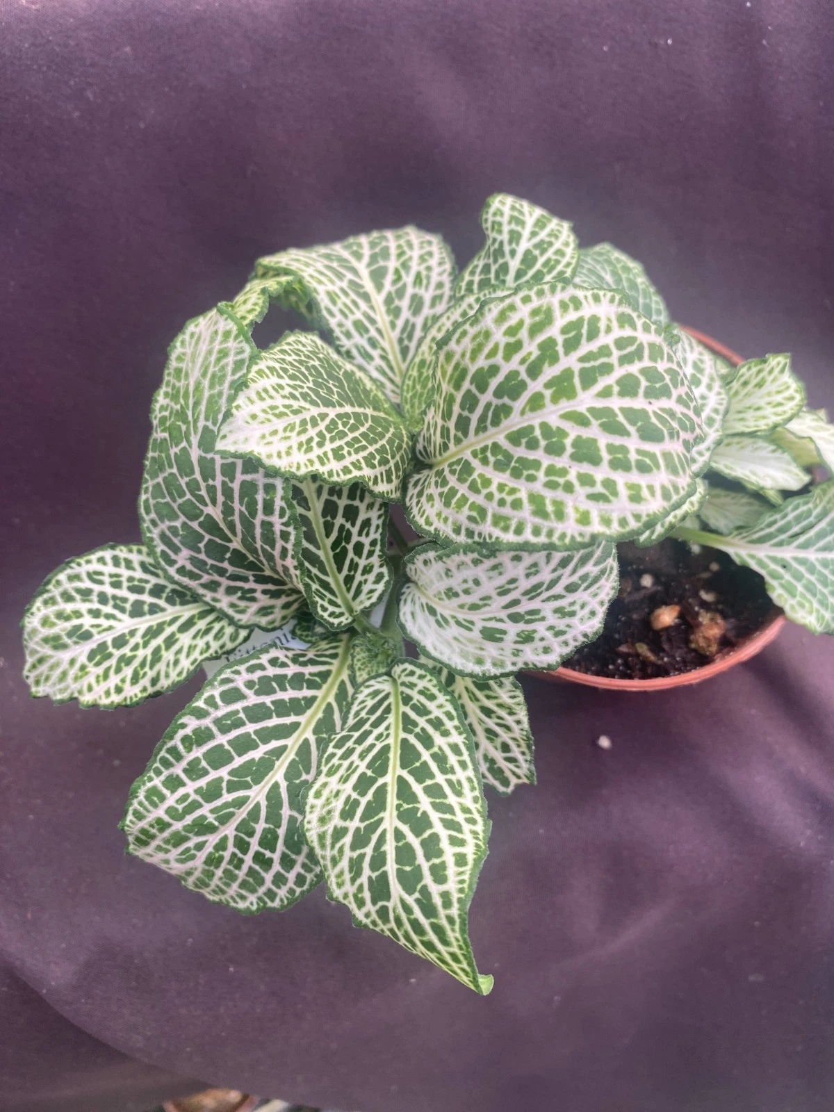 Purple Snow Anne Nerve Plant (Fittonia albivenis 'Purple Snow Anne')