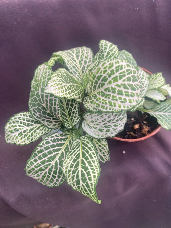 Purple Snow Anne Nerve Plant (Fittonia albivenis 'Purple Snow Anne')