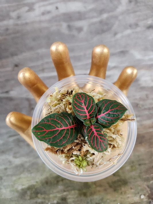 Red Fittonia Starter Cutting (Fittonia albivenis)