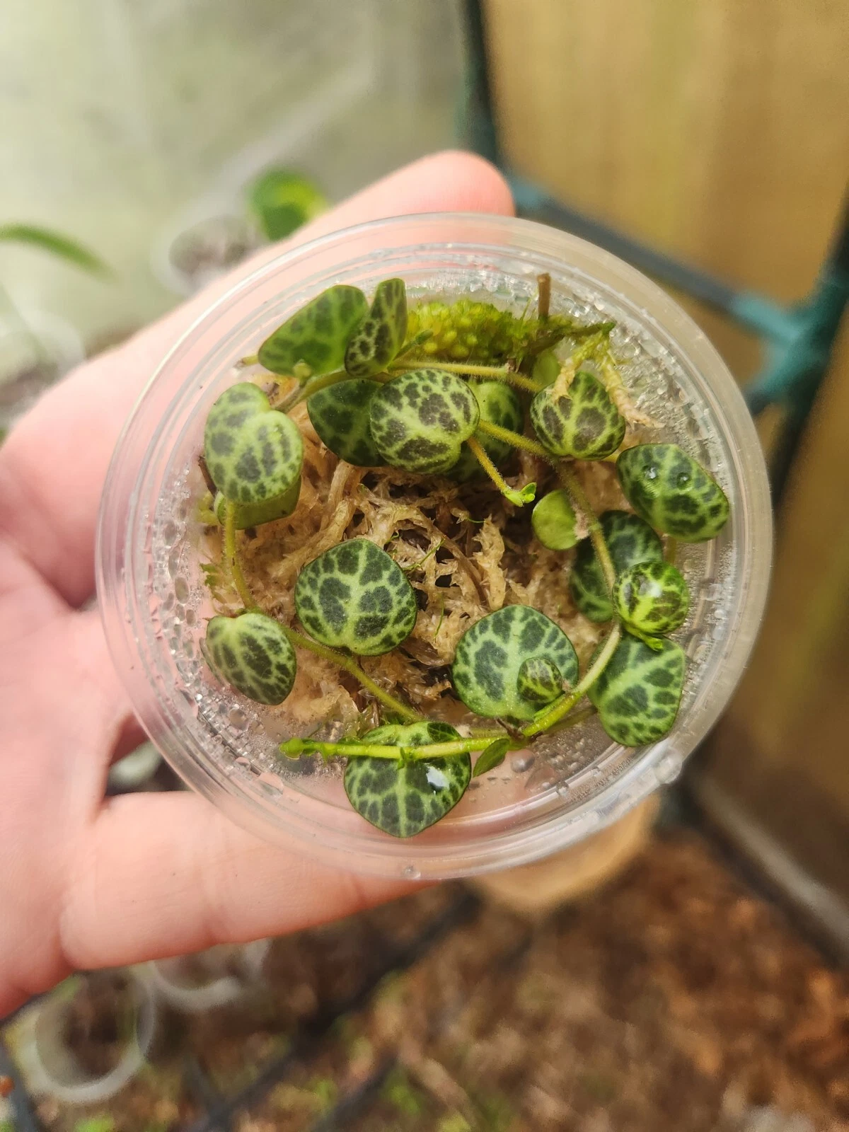 String of Turtles (Peperomia prostrata) Live Starter Plant in Propagation Cup