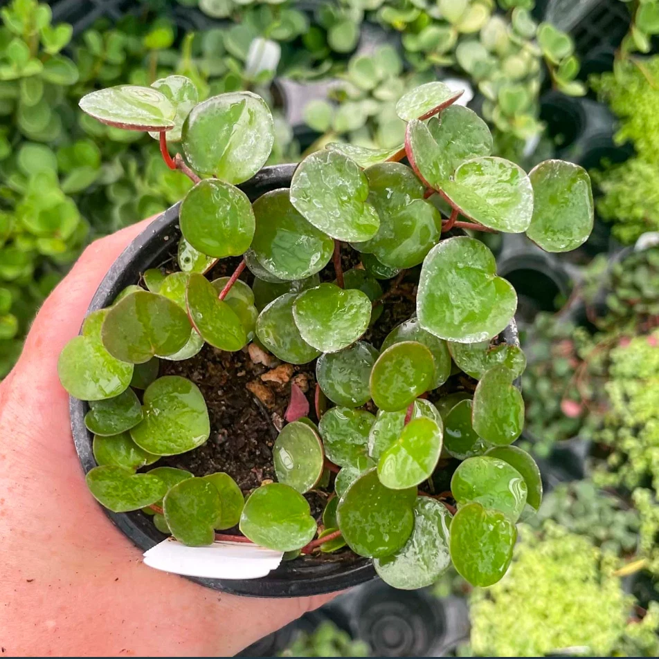 Ruby Cascade Peperomia (Peperomia 'Ruby Cascade')