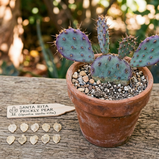 Santa Rita Prickly Pear (Opuntia santa-rita) seeds (10 pack)