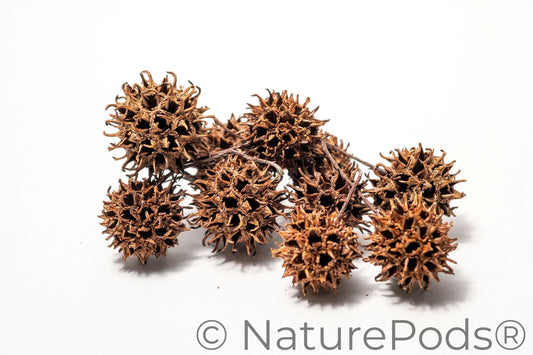 Natural Sweetgum Pods (Liquidambar styraciflua) – 10 Pack