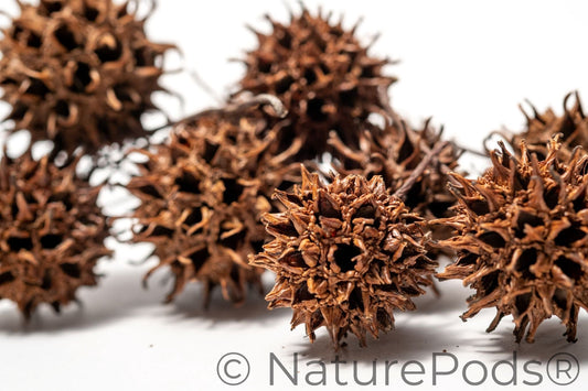 Natural Sweetgum Pods (Liquidambar styraciflua) – 10 Pack