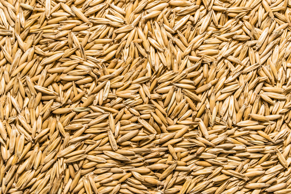 Organic Oat Grass Seed (Avena sativa)