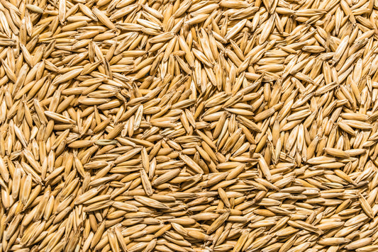 Organic Oat Grass Seed (Avena sativa)