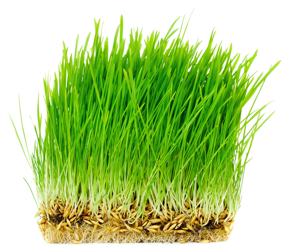 Organic Oat Grass Seed (Avena sativa)