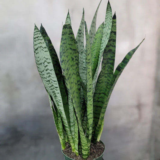 Zeylanica Snake Plant Trio (Dracaena zeylanica / Sansevieria)