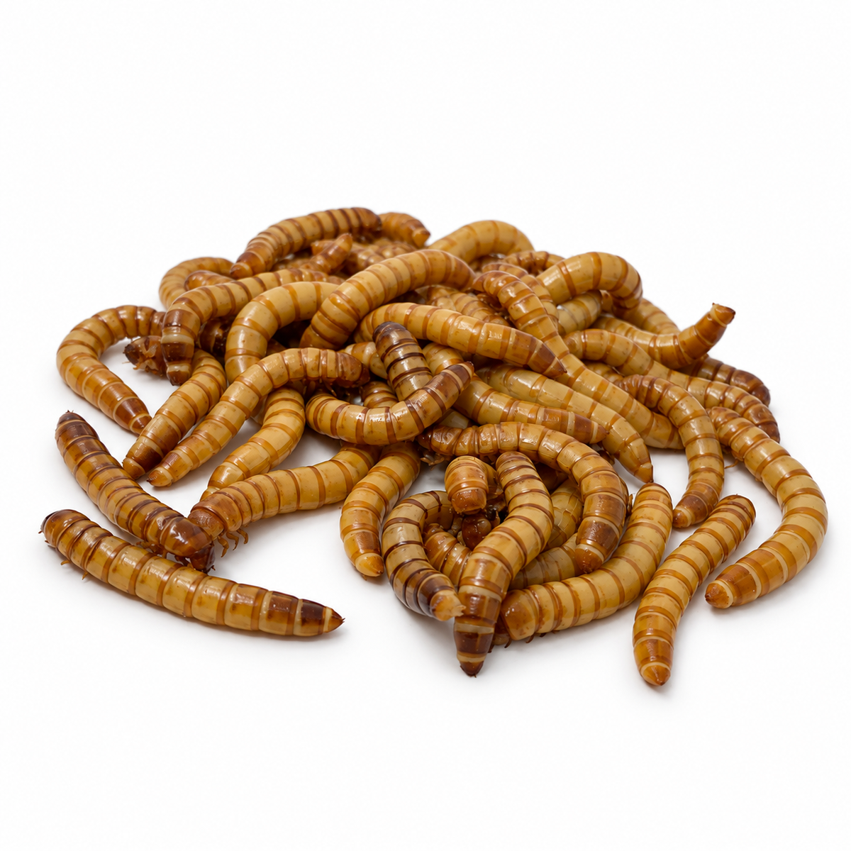 Live Superworms